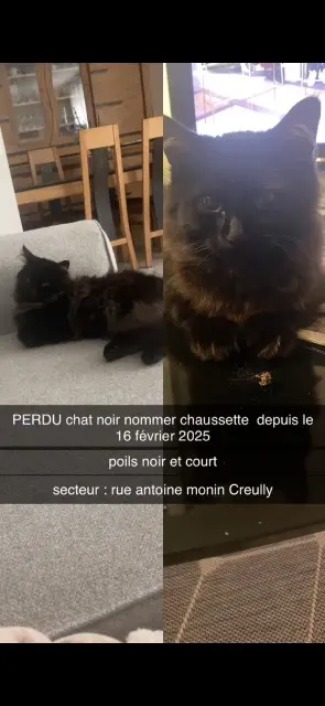 cat lost   14480 Creully sur Seulles Chausette